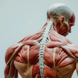 Reabilitação esportiva com evidências: retorno seguro ao esporte com critérios