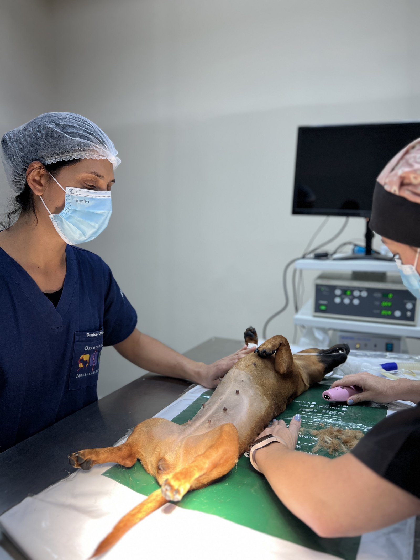 Médicas-veterinárias fazem a tricotomia de uma cadela na mesa cirúrgica