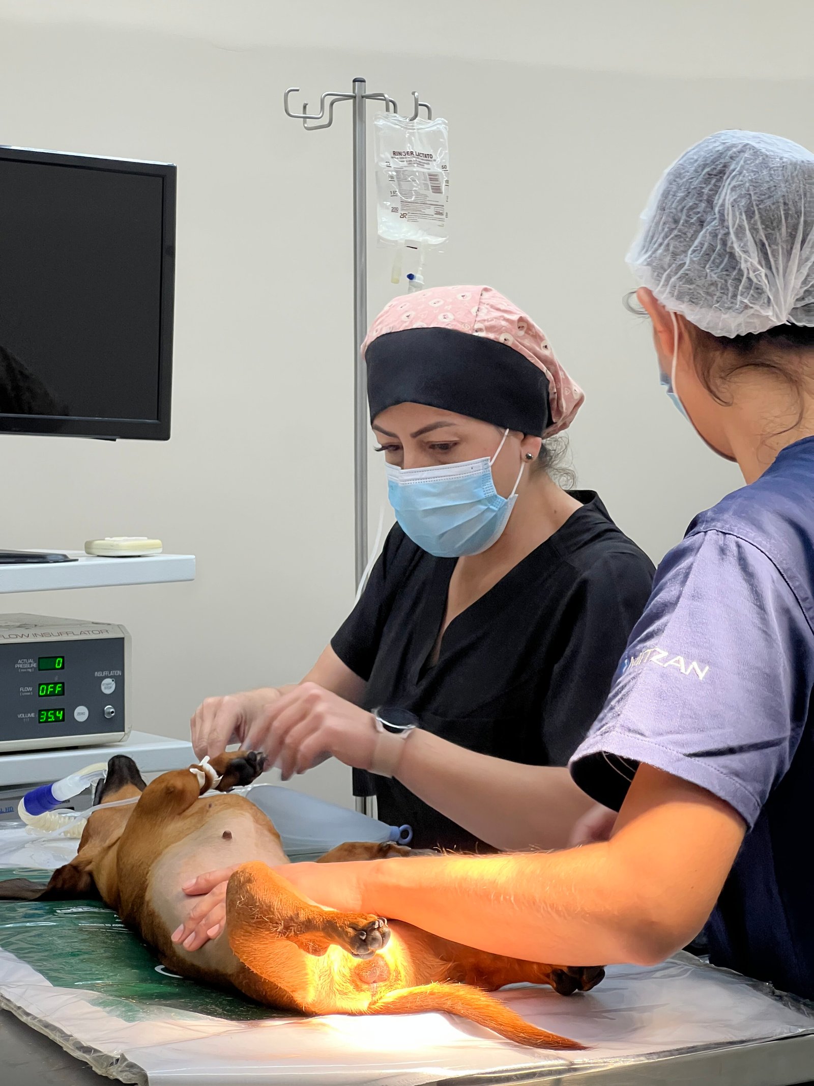 Médicas-veterinárias posicionam uma cadela na mesa cirúrgica